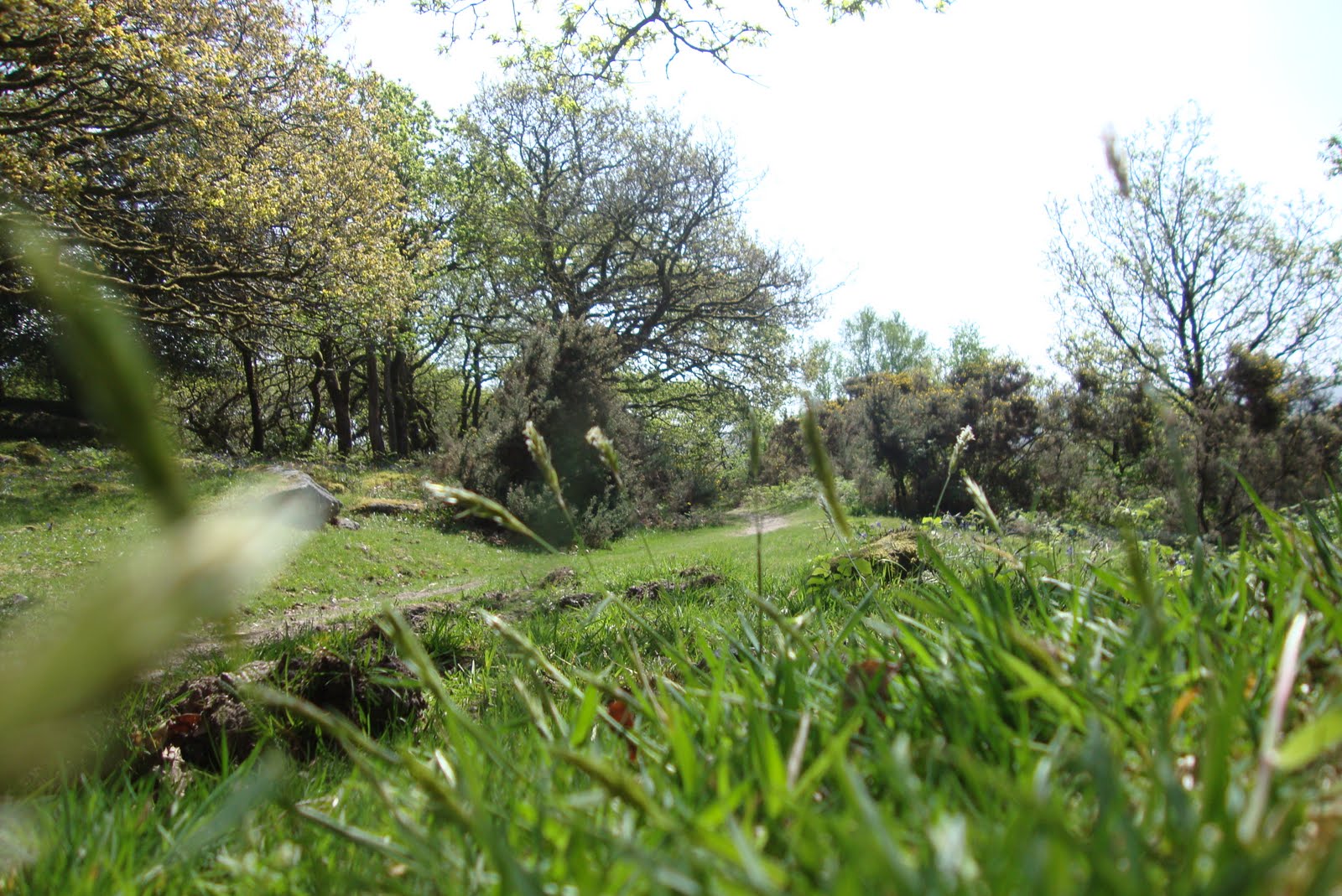 Dartmoor in Spring 3